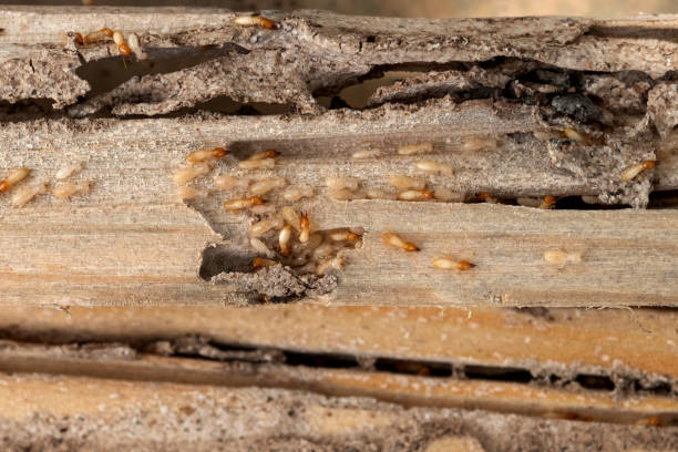 Best Pest Removal Services  in Brookshire, TX