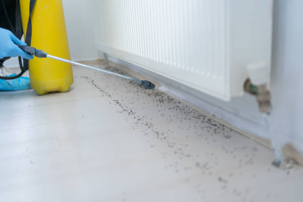 Best Local Pest Control Services  in Brookshire, TX