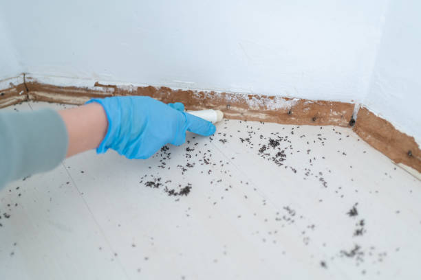 Reliable Brookshire, TX Pest Control Solutions